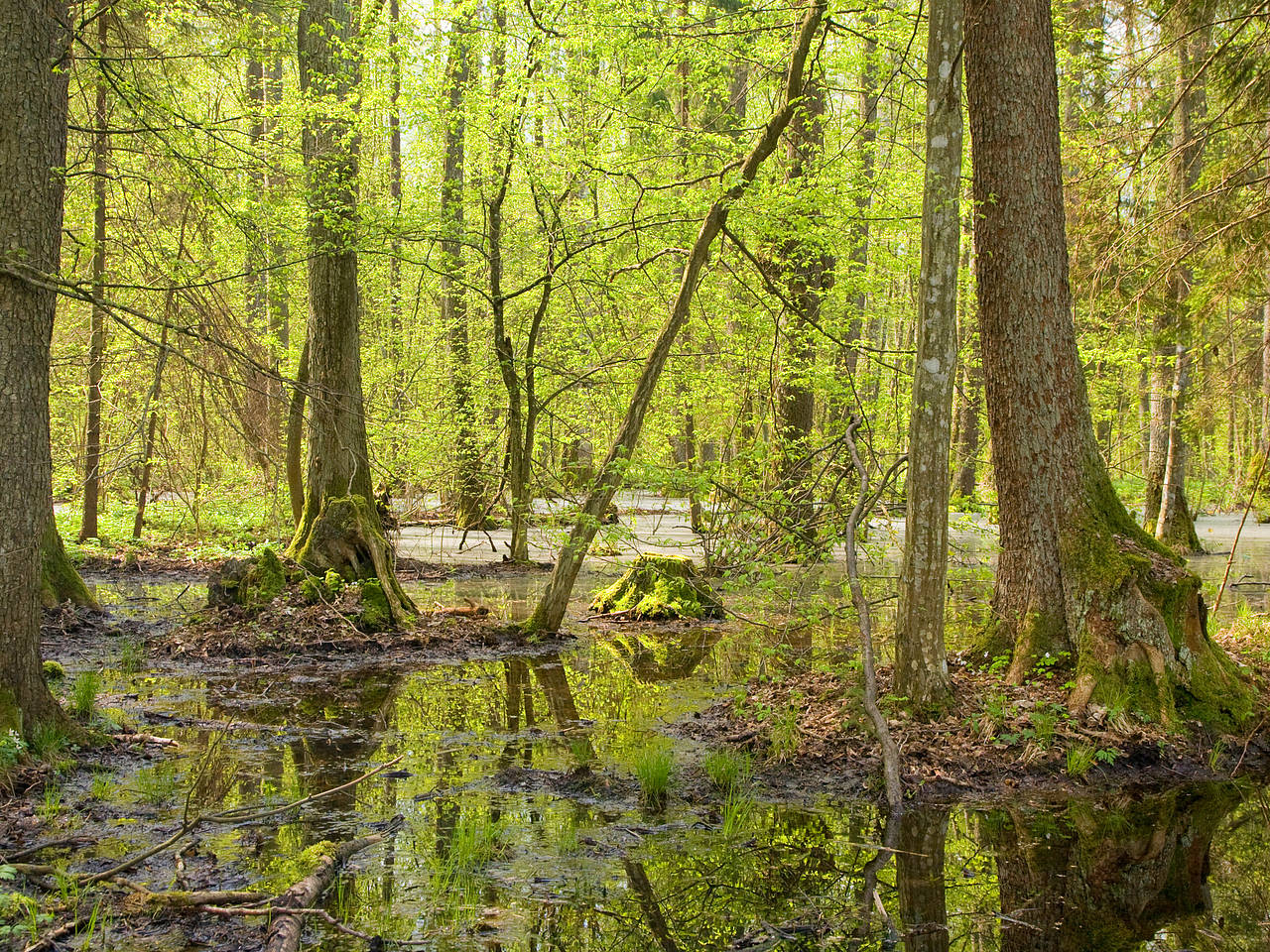 Foto Naturschutzgebiet Puszcza Kampinoska