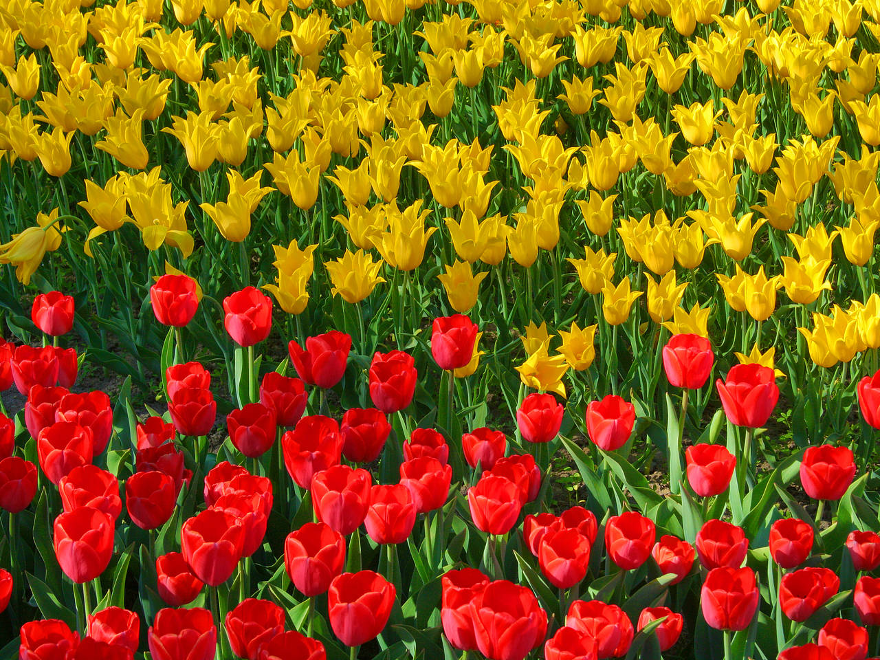 Foto Botanischer Garten